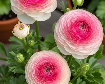 Pastel Ranunculus Corms Persian Buttercup Flower Bulbs Planting
