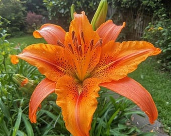 Tigerlilie Blumenzwiebeln Splendens Gartenblumenzwiebeln Bepflanzung