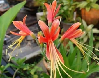 2 Queen Lily Eucrosia Bicolor Bulbs – Rare Exotic Perennial Flower Bulbs