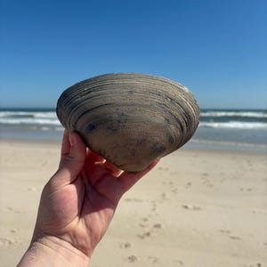 May include: A large, weathered clam shell held against a backdrop of a sandy beach and blue sky. The shell is a mix of brown and grey tones, with visible ridges and a smooth texture. The ocean waves are visible in the distance.