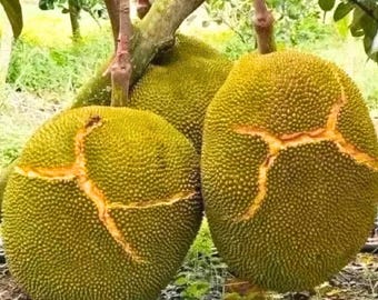 Jackfruit J33 Grafted Plant 40–60cm | Artocarpus heterophyllus | Sweet Mini Tropical Fruit | Free Phytosanitary | DHL Express Shipping
