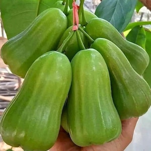 Grön jättevaxäppelplanta | Syzygium samarangense, Javaäpple (40-60 cm)
