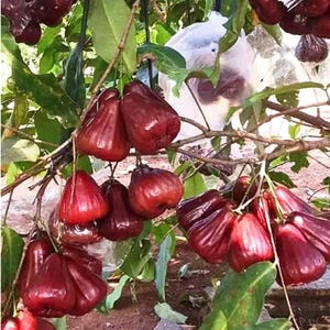 Peut inclure: Des grappes de pommes de rose rouge foncé, également appelées pommes de cire, pendent aux branches d'un arbre. Les fruits en forme de cloche ont une peau lisse et brillante et sont entremêlés de feuilles vertes. Certains fruits sont protégés par des sacs en plastique.