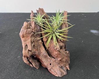 Kit de plante aérienne en bois flotté,Bois naturel,Support pour plante aérienne,Jardinière pour plante aérienne,Support pour plante aérienne en bois,Cadeau pour elle,Décoration de maison,Décor bohème
