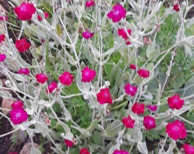 Rose Campion Seeds Perennial Easy to Grow Etsy