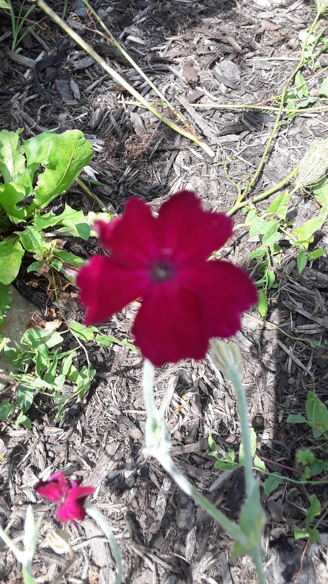 Rose Campion Seeds Perennial Easy to Grow Etsy