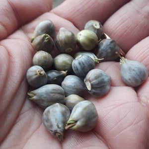 May include: A handful of gray and green seeds, some with a light brown hue, are held in a person's palm.