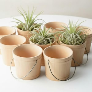 May include: A collection of light-colored wooden buckets, some empty and some containing green air plants. Each bucket features a smooth, cylindrical body with a thin, curved metal wire handle attached to the sides. The wood has a natural grain.