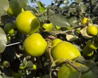 Apple Cream Jujube Tree Sapling: Rare Sweet Chinese Date Fruit Plant