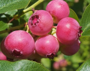 Pink Lemonade Blueberry Bush: Rare Pink Fruit, Sweet Edible Berry Sapling for Garden Pots