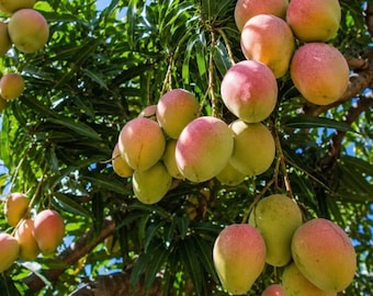 Ice Cream Mango Tree Sapling, Creamy Dessert Fruit Plant, Bare Root Tropical Live Plant