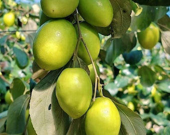 Green Jujube Tree: Sweet Crisp Green Date Sapling, Rare Fruit Live Plant