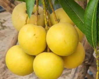 Golden Persimmon Mango Tree Sapling, Rare Exotic Fruit Plant, Bare Root
