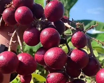 Ruby Red Longan Tree Sapling: Rare Exotic Fruit Plant, Bare Root Tropical Garden