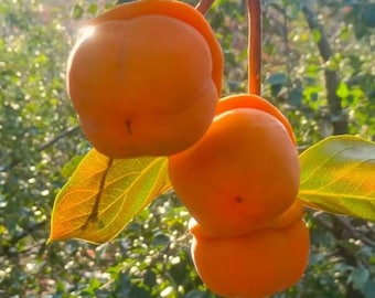 Mopan Persimmon Tree – Grafted Millstone Fruit Sapling, Self-Fertile Live Plant