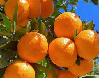 Honey Orange Tree Sapling: Sweet Juicy Citrus Fruit (Bare Root)
