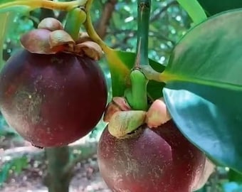 Grafted Mangosteen Tree Sapling – Queen of Fruits Live Plant (Bare Root)