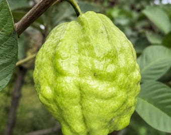Grafted White Diamond Guava Tree: Seedless Tropical Fruit Sapling (Bare Root)