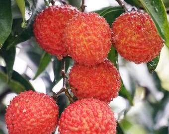 Osmanthus Lychee Tree Sapling: Rare Fragrant Tropical Fruit Plant