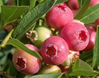 Rabbiteye Blueberry Bush Sapling: Heat Tolerant Live Fruit Plant for Sweet Berries