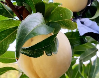 White Peach Tree, Sweet Low Acid Fruit Plant, Fragrant Flowering Starter