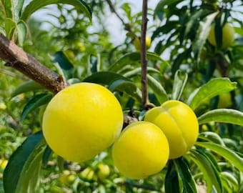 Honey Sugar Plum Tree Sapling: Rare Gourmet Fruit, Backyard Orchard Plant Grafted seedlings