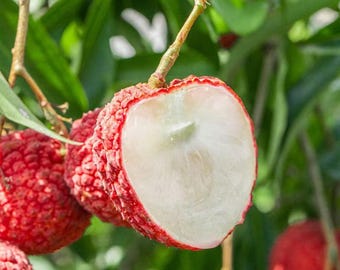 Rare Seedless Lychee Tree Sapling: Exotic High-Yield Fruit Plant