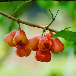 May include: A cluster of ripe, red and yellow rose apples hanging from a tree branch. The fruits have a glossy appearance and are surrounded by green leaves and a blurred green background.