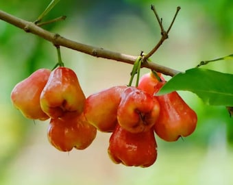 Grafted Crystal Wax Apple Tree, Rare Rose Apple Live Plant, Self-Pollinating Tropical Fruit