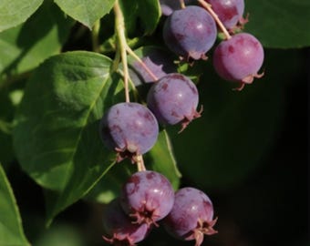 Star Blueberry Sapling: Early Season Sweet Berry Fruit Plant for Mild Climates