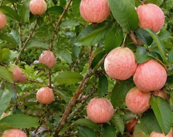 Grafted Pink Guava Tree Sapling, Bare Root Live Tropical Fruit Plant, Fast Fruiting Garden