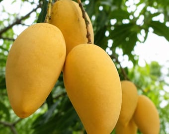 Golden Mango Tree Sapling: Sweet, Fiberless Tropical Fruit Plant (Bare Root)
