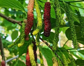 Giant Long Fruit Mulberry Tree: Himalayan Sweet Berries, Fast Growing Garden Plant