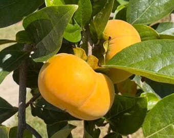 Jinqiu Sweet Persimmon Tree, Non-Astringent Bare Root Live Plant