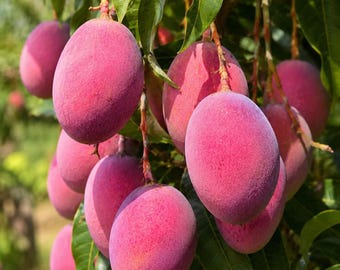 Miyazaki Mango Sapling: Rare Taiyo no Tamago Bare-Root Tropical Fruit Plant