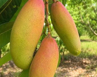 Mahachanok Mango Tree Sapling: Sweet Thai Dessert Fruit Plant (Bare Root)