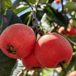 May include: Close-up of ripe loquat fruits, showcasing their reddish-orange skin and textured surface. The fruits are attached to a branch with green leaves, creating a natural and fresh aesthetic. The image highlights the loquats' round shape and the details of their stems.