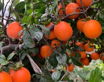 Rare Jindanzi Persimmon Tree Bare Root Mini Golden Bullet Persimmon, Ornamental Bonsai Companion Fruit Tree Unique Exotic Garden Plant