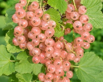 Pink Champagne Currant Bare Root Sapling: Heirloom Berry Bush, Edible Landscaping Plant