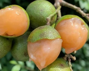 Spanish Lime Tree Sapling: Mamoncillo, Quenepa, Guinep Fruit Shrub