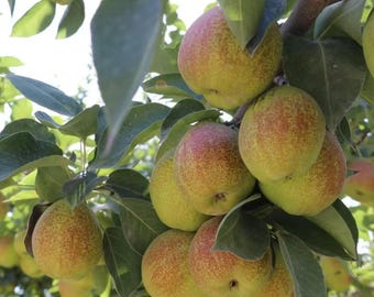 Fragrant Pear Tree, Grafted Bare Root Sapling, Sweet Juicy Asian Pear Live Plant
