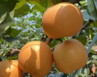 Autumn Moon Pear Tree, Grafted Asian Pear Sapling, Self-Pollinating Live Plant