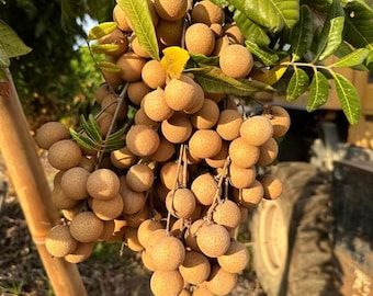 Pineapple Longan Tree Sapling: Rare Exotic Fruit Plant, Sweet Tropical Dragon Eye