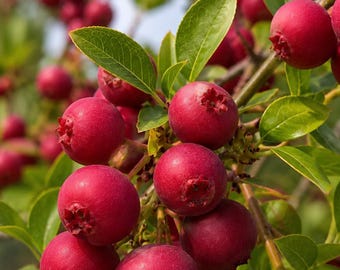 Pink Popcorn Red Lantern Blueberry Bush: Sweet Crispy Berries, Bare Root Sapling