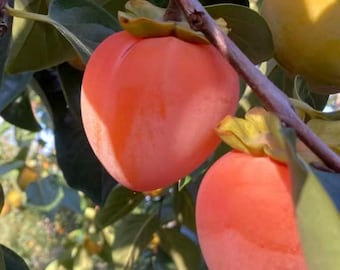 Fuping Persimmon Tree Sapling: Famous Dried Variety, Sweet Flavor, Prolific Bearing