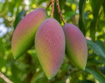 Chili Finger Mango Tree Sapling: Rare Seedless Tropical Fruit Plant (Bare Root)