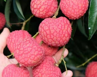 Shalan Lychee Tree Sapling: Rare Exotic Fruit, Bare Root Live Plant