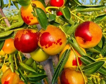 Winter Jujube Tree: Dongzao Sapling, Sweet Crisp Chinese Date Fruit Plant