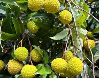 Green Tea Lychee Sapling: Rare Bare Root Fruit Tree for Home Orchard