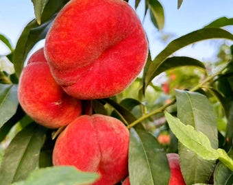 Donut Peach Tree, Flat Saturn Peach, Bare Root Fruit Plant, Easy Grow Backyard Starter